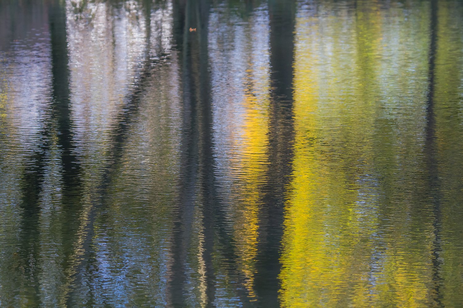 00009_KINDERBOER-3_ossekop_08_09nov_2014_2286RCCz-40_15