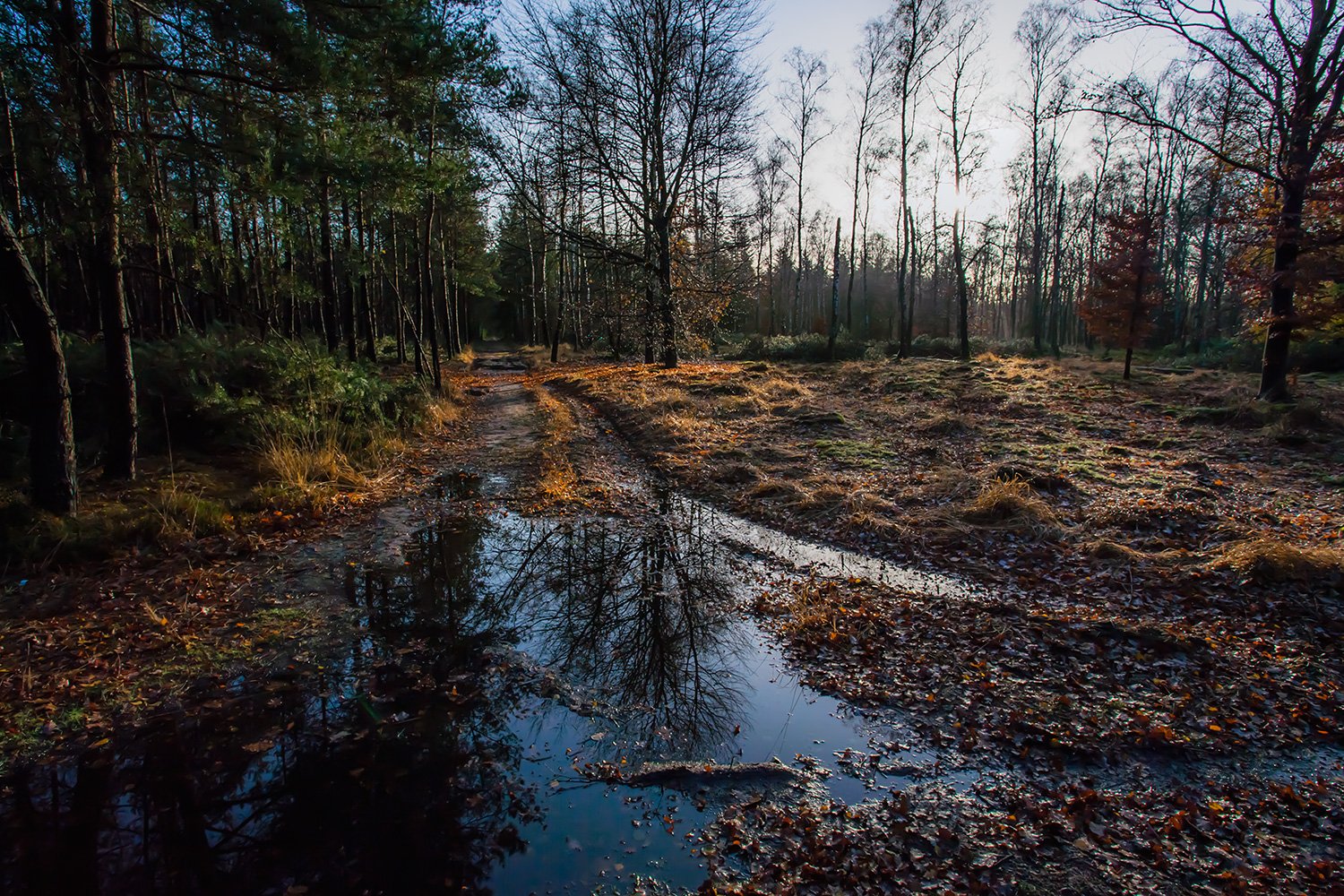 00009_M4_HERFST_HOGEVELUWE_12.11_15