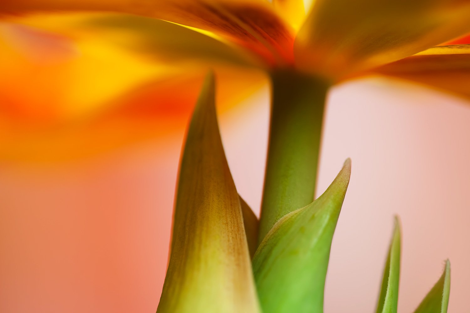 00017_MACRO_2_02FEBR_2013_3714AO1RncuzN0_15