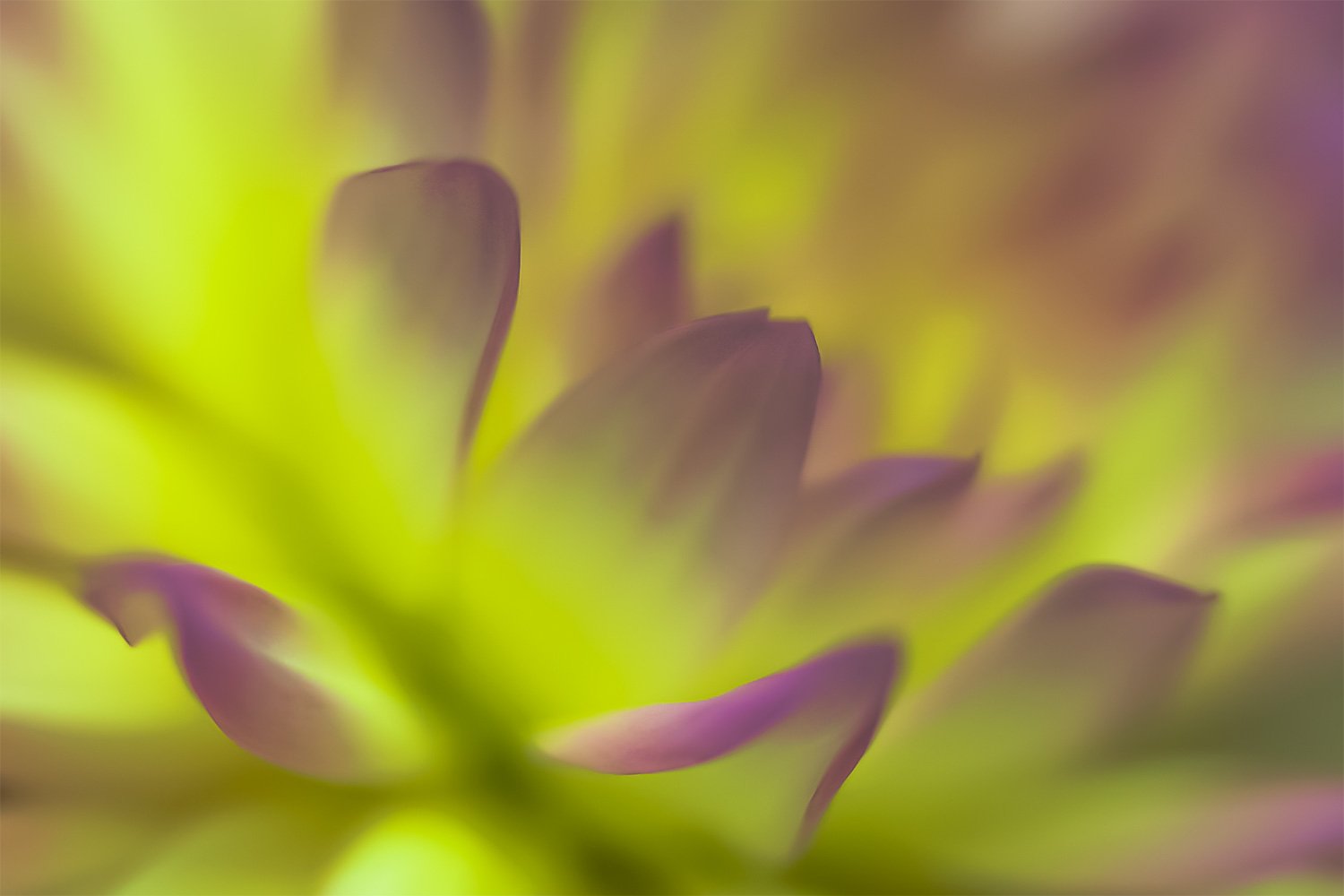 00019_MACRO_3-09JUNI_2014_8325sfCCz-10_15