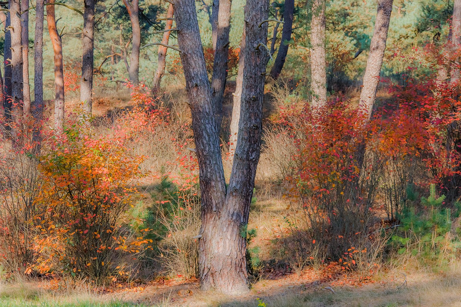 00045_M4_JAARG_HERFST_08_01_03_HVELU_1_05_0088RCCz-40_15