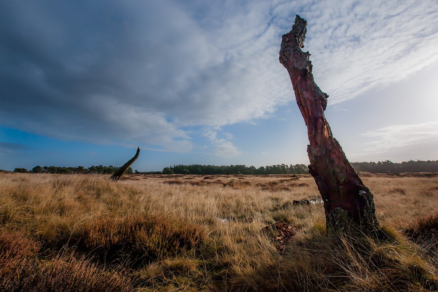 00049_M4_HERFST_HOGEVELUWE_2988_12.11_15