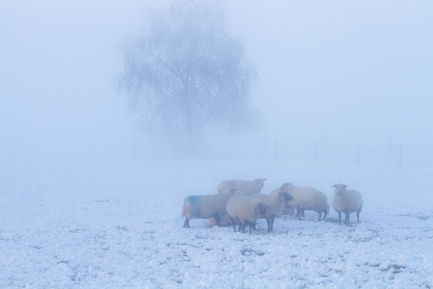 00073_OSSEMEER_08DEC_2012_7948RCCz-40_15