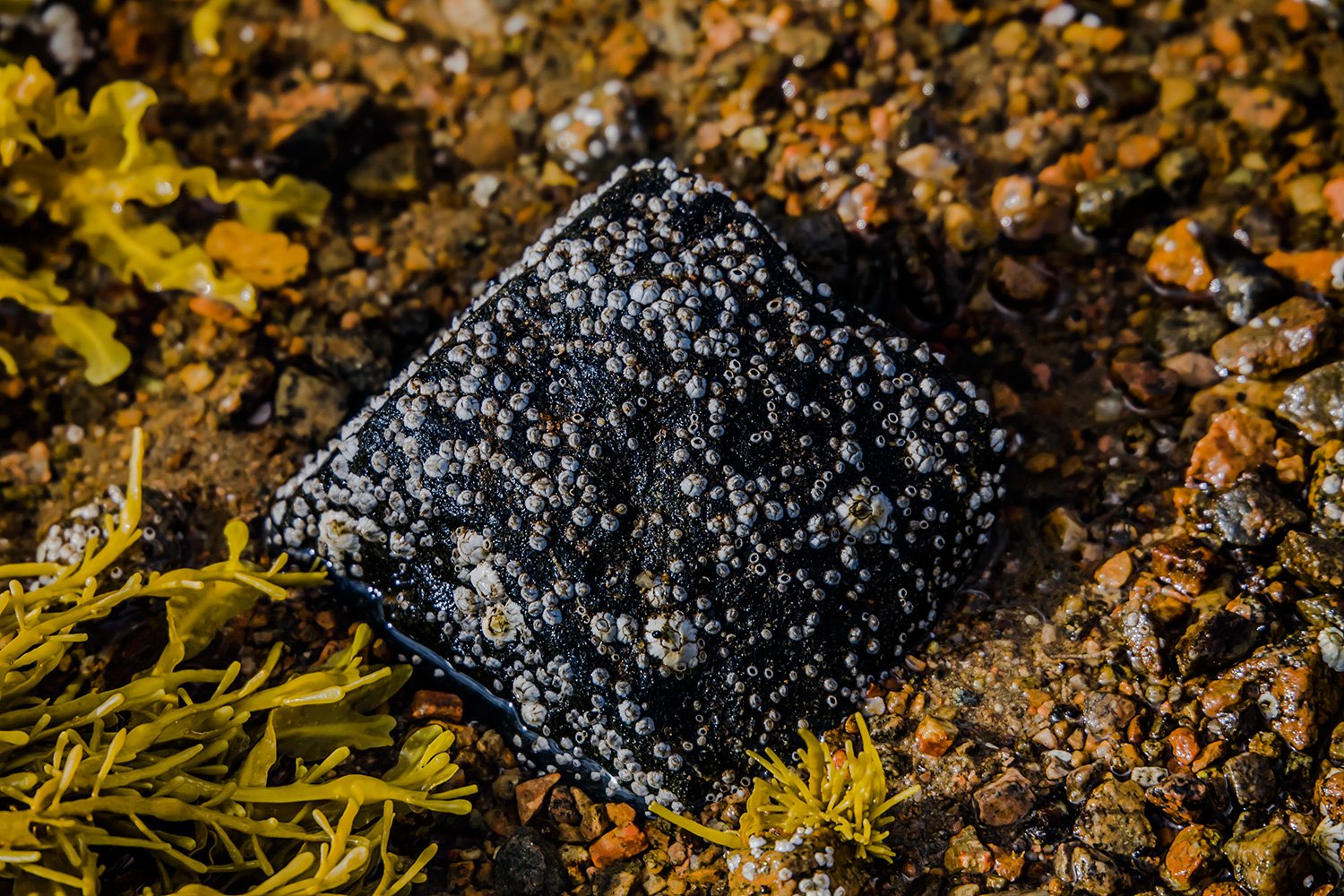 00098_BLOEMEN_ROTHENBURG_28_29_JULI_2899AO1RlncuzKL1N2eCORR_15