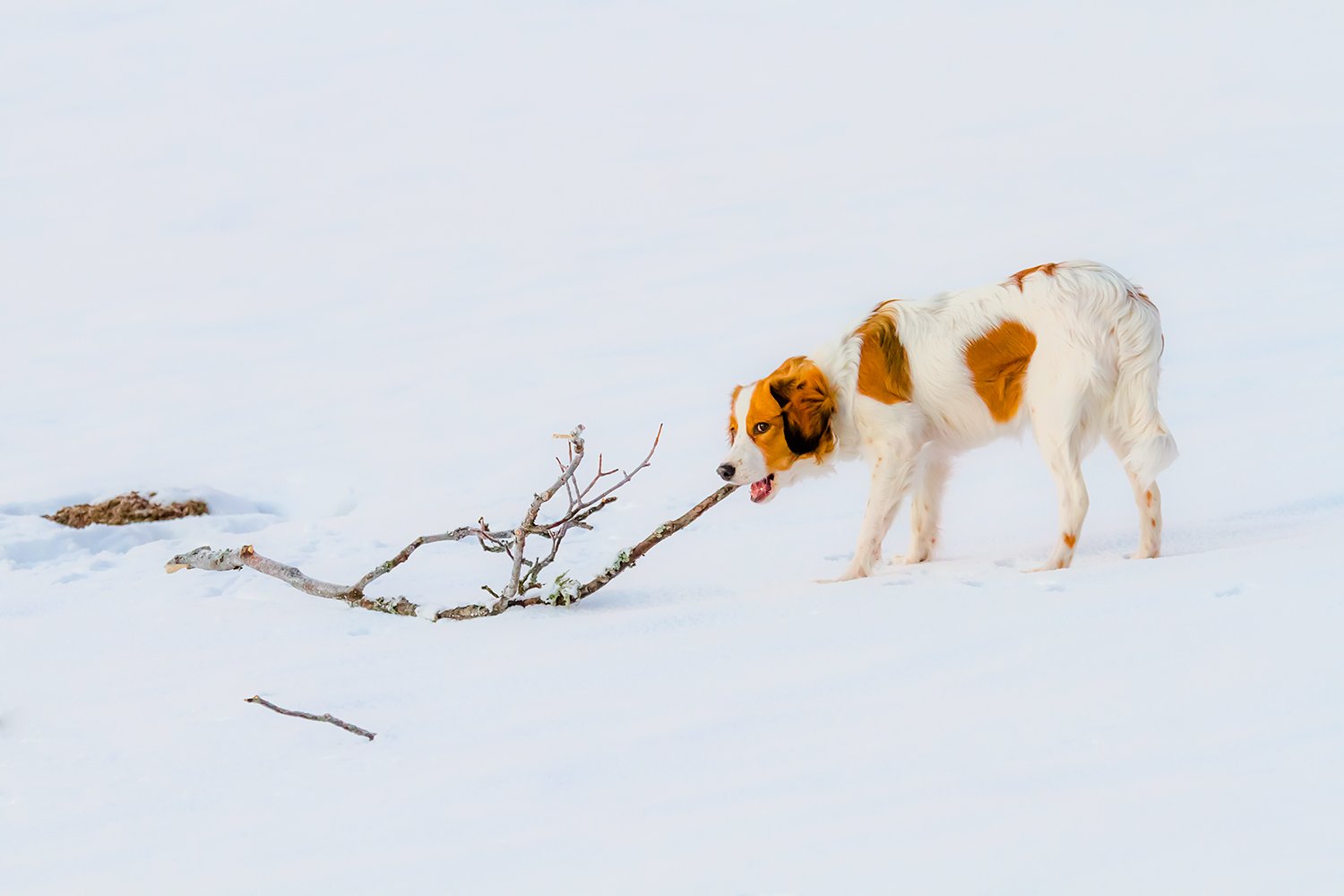 RAMSAU_1_27DEC_2013_3808RCCz-30_15