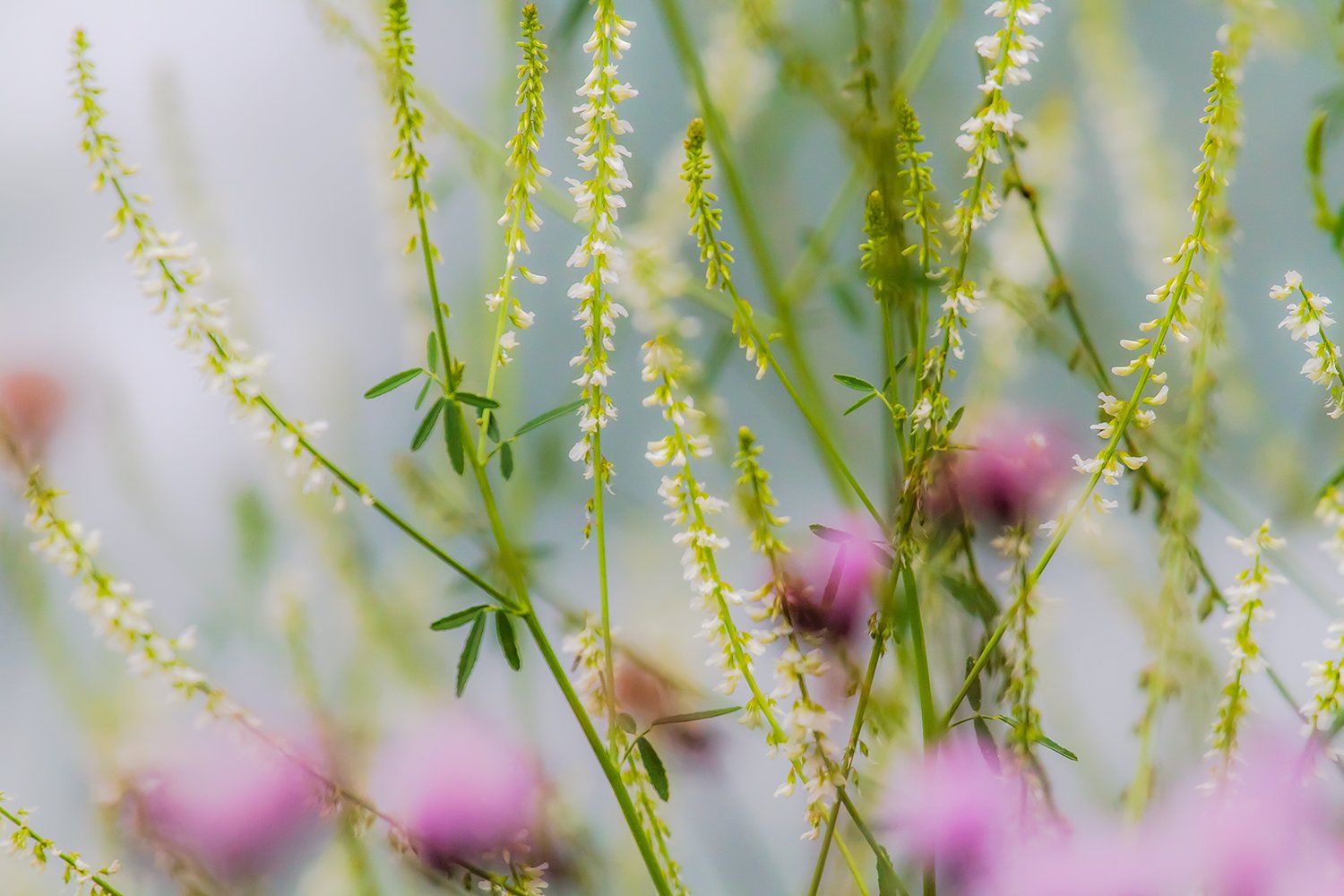 00059_L8_HINTERB_2810AUG_2012_9706RCCz-40_15