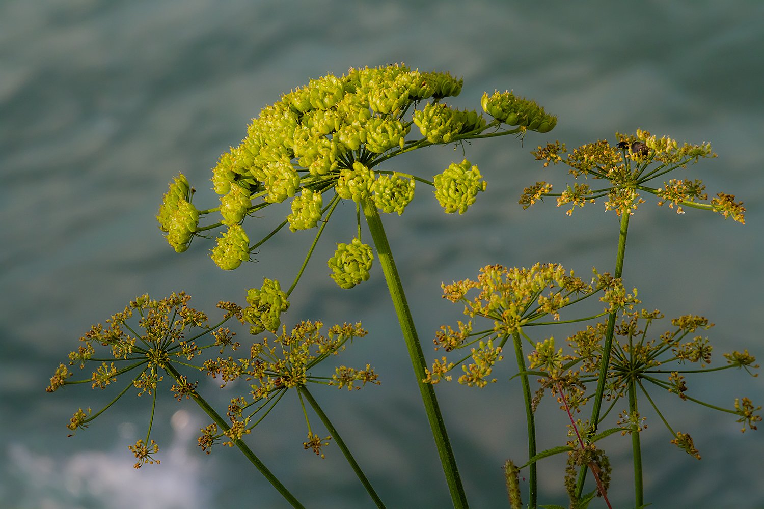 00089_ELG_HINTERB_11AUG_2014_0979RCCz-40_15