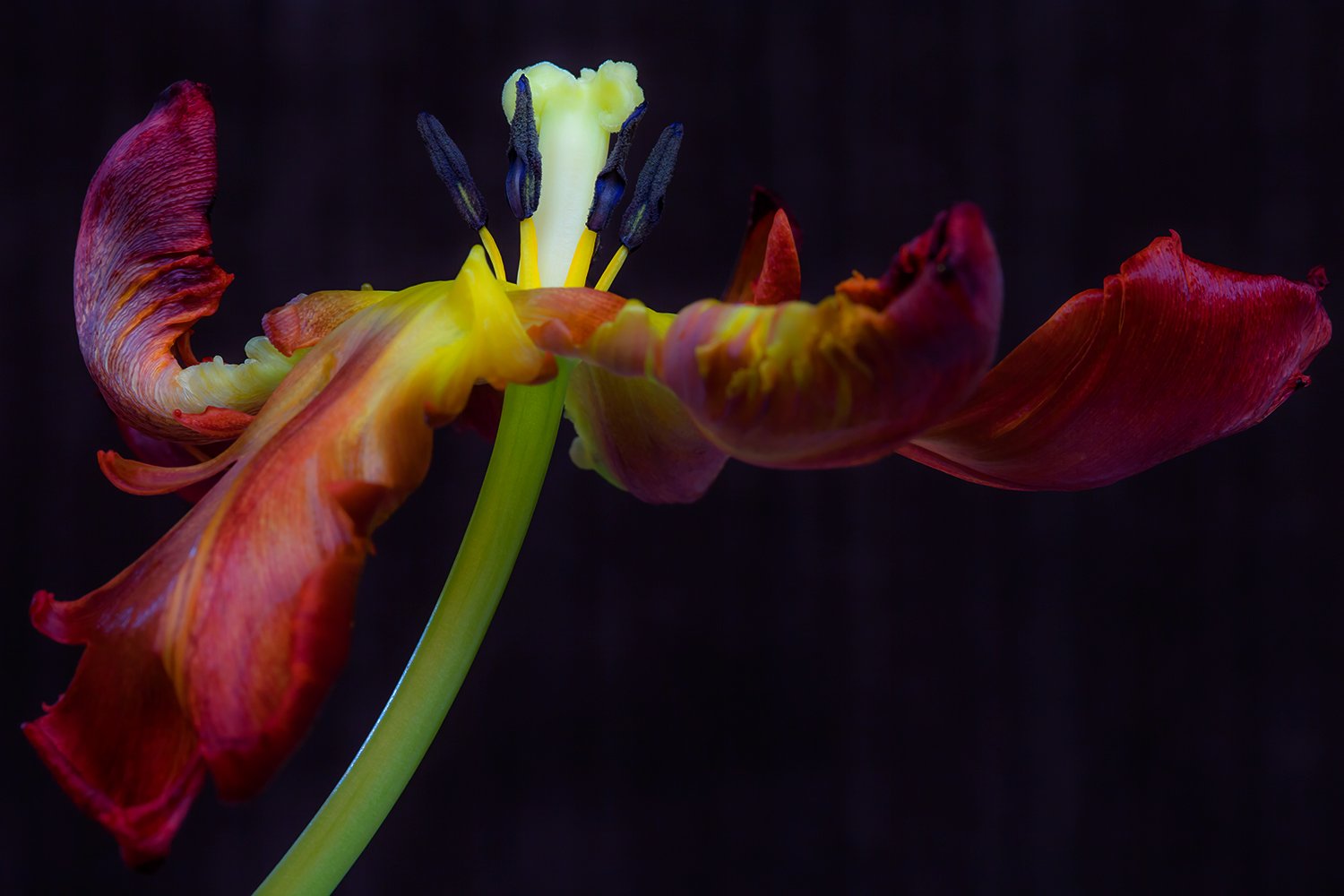 00023_III_MACR_TULP_2_16APR_2016_4586RCCz-40_15