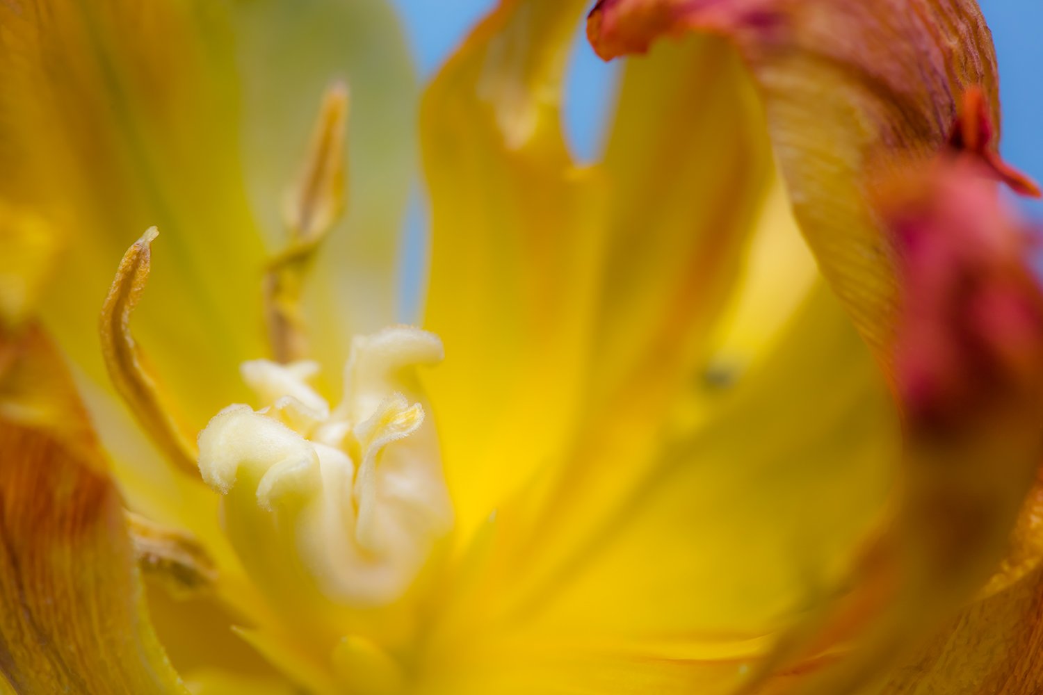 00095_III_MACR_TULP_1-22MEI_2016_0557RCCz-30_15