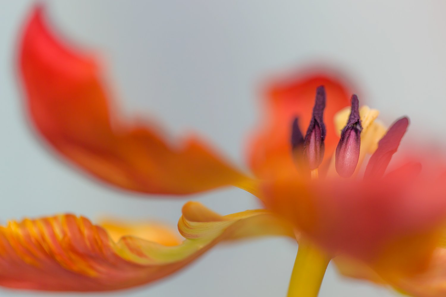 00115_III_MACR_TULP_1_17APRIL_2016_5150RCCz-10_15