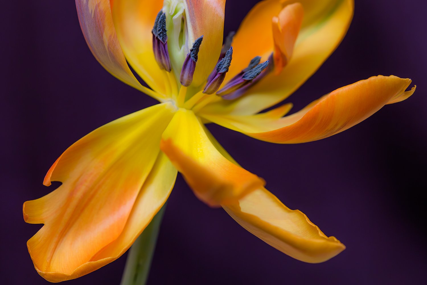 00139_III_MACR_TULP_2_17MEI_2016_9263RCCz-25_15