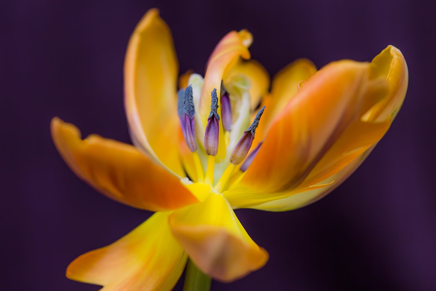 00145_III_MACR_TULP_2_17MEI_2016_9345RCCz-25_15