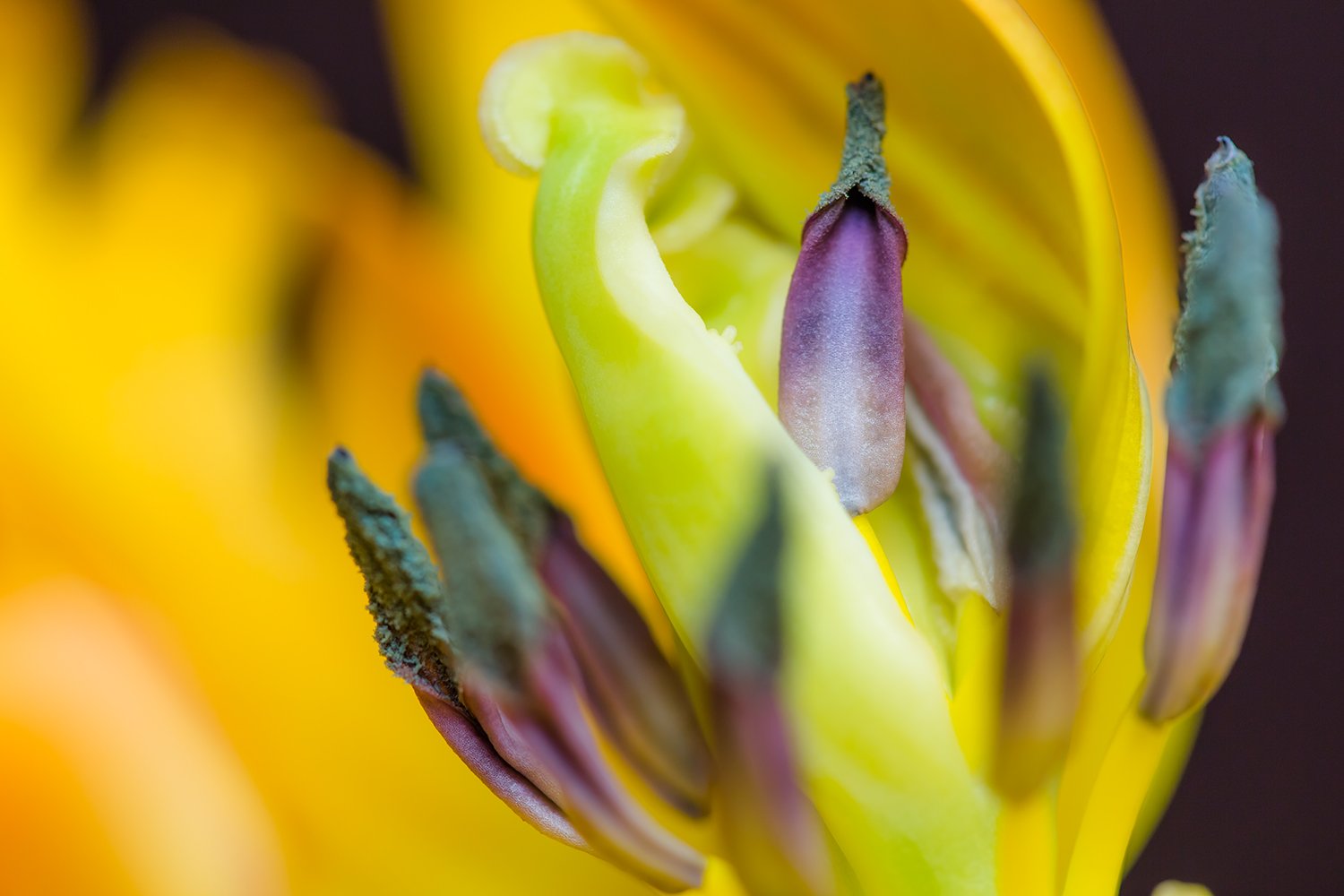 00155_III_MACR_TULP_2_17MEI_2016_9380RCCz-20_15