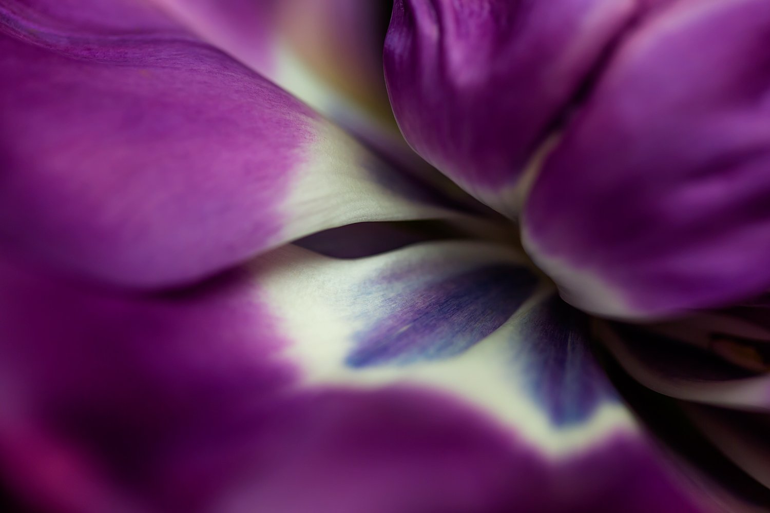 00163_III_MACR_TULP_24APRIL_2016_6043RCCz-10_15