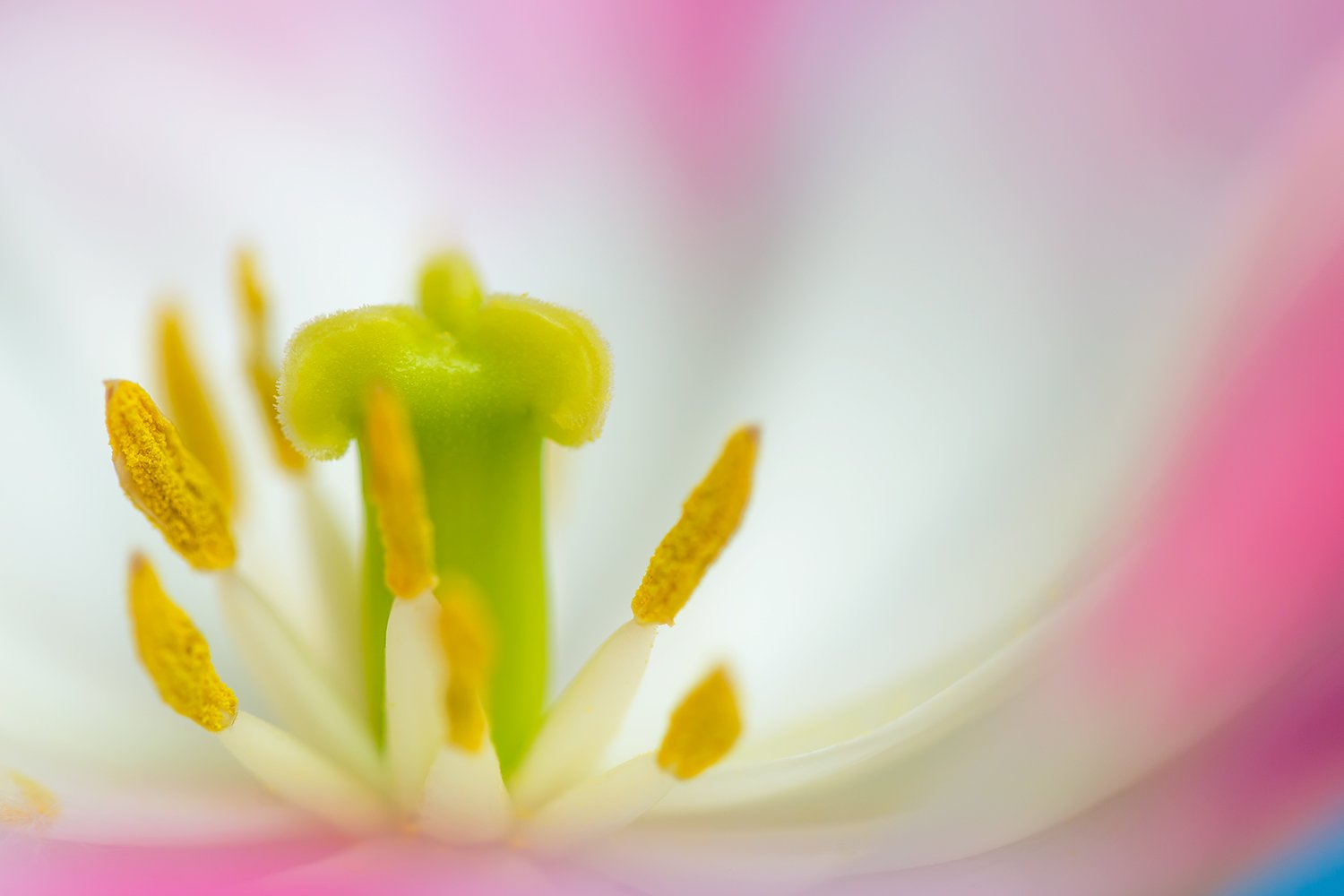 00181_III_MACR_TULP_1_07MEI_2016_7468RCCz-10_15