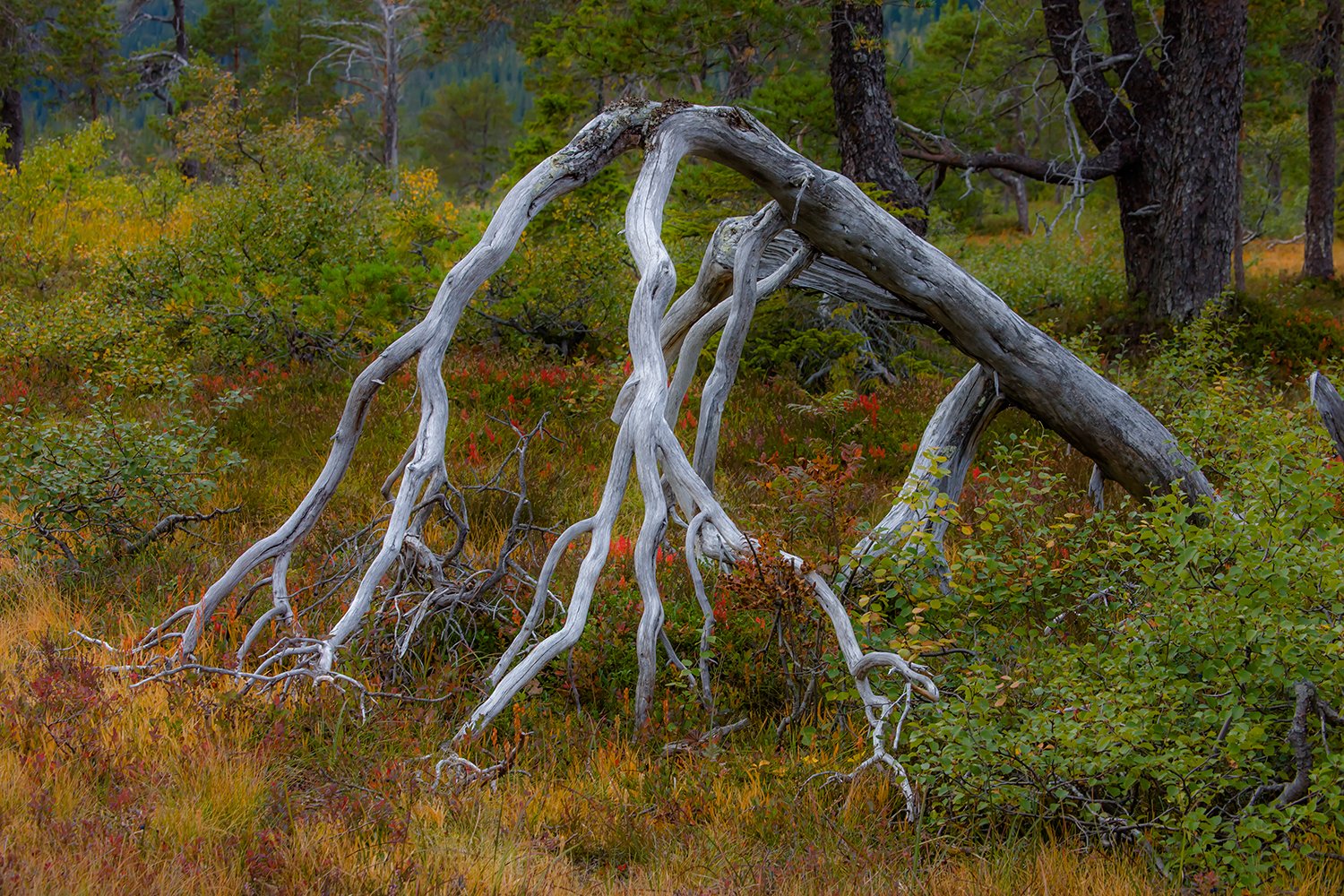 00087_M4_NO8_152-153-salsbruket_2008_4312RCCz-40_15