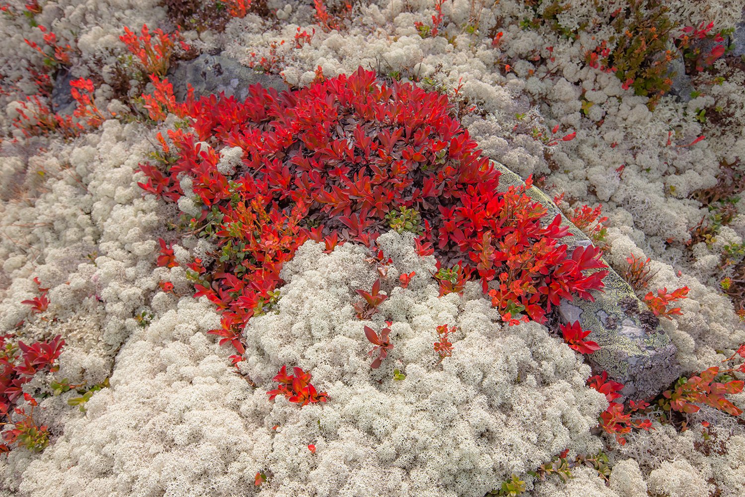 00261NO8_PHOTO_174_175-176_FLATSETRA_6746RCCz-40_15