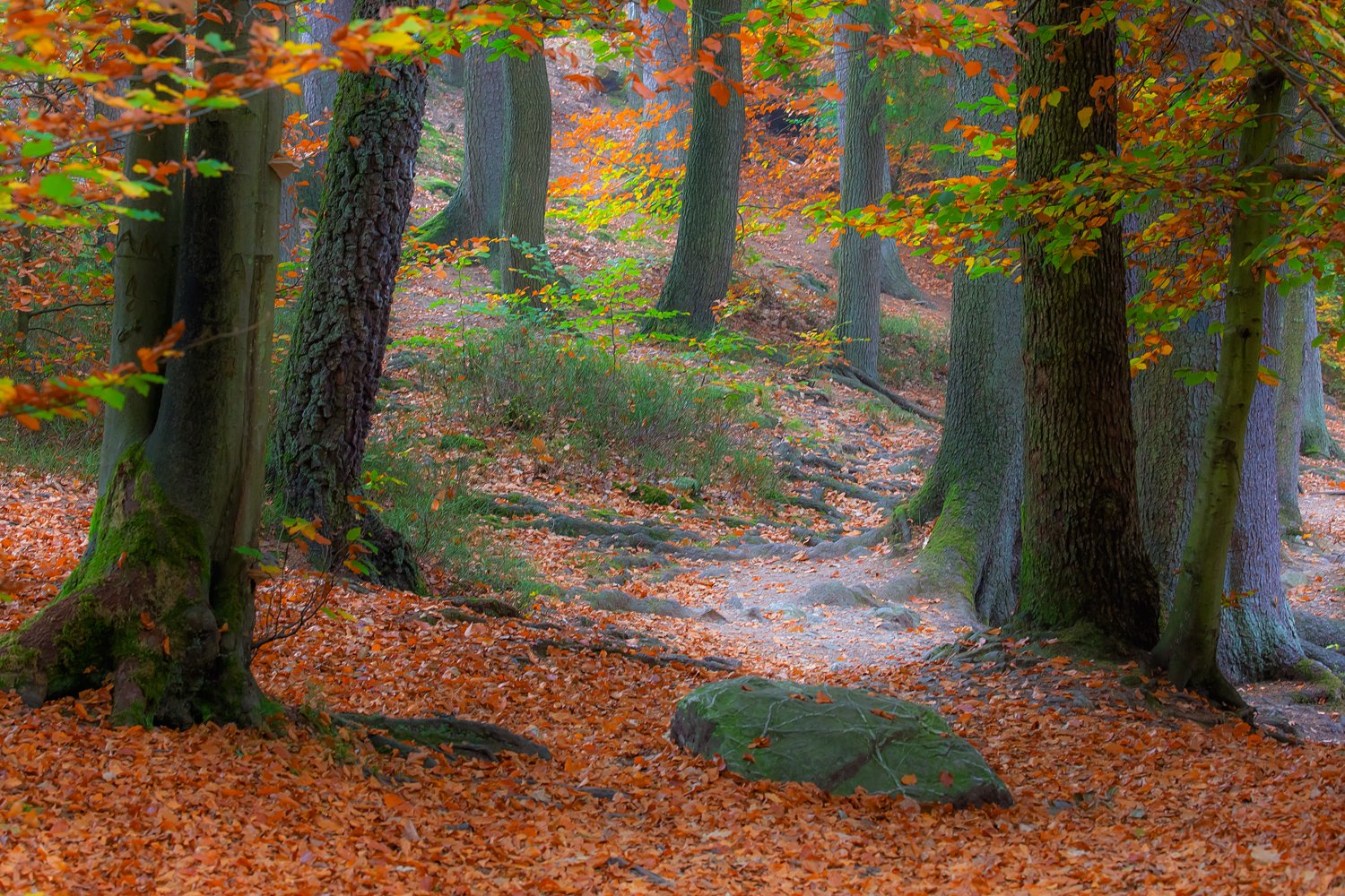 00019_III_HOECHNE_RIK_ELS_18OKT_2018_1167RCCz-60_15