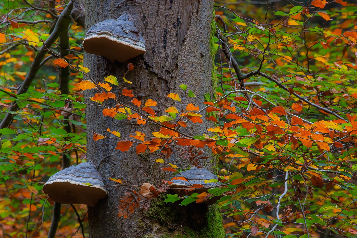 00021_III_HOECHNE_RIK_ELS_18OKT_2018_1409RCCz-40_15