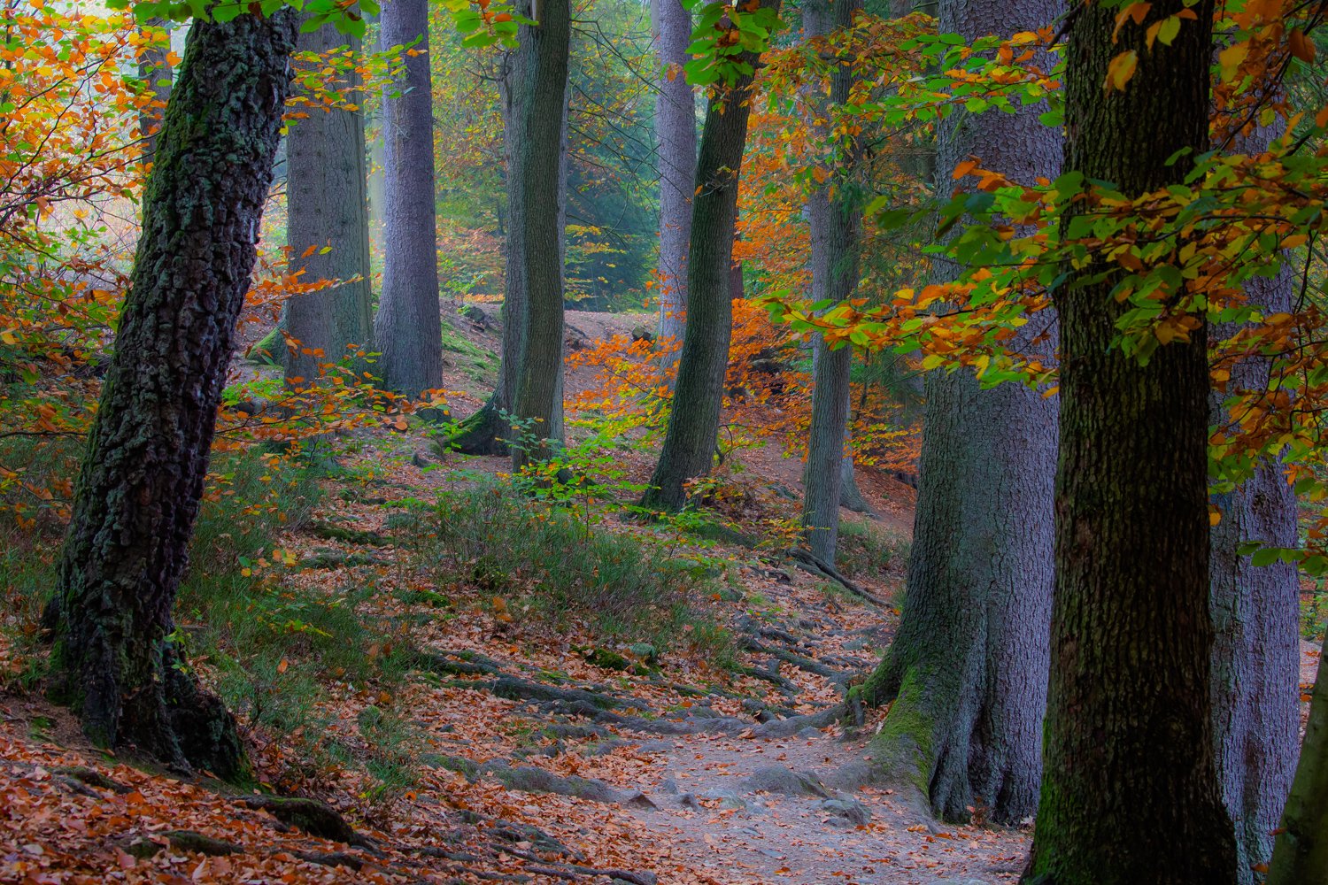 00031_III_HOECHNE_RIK_ELS_18OKT_2018_1190RCCz-40._15jpg