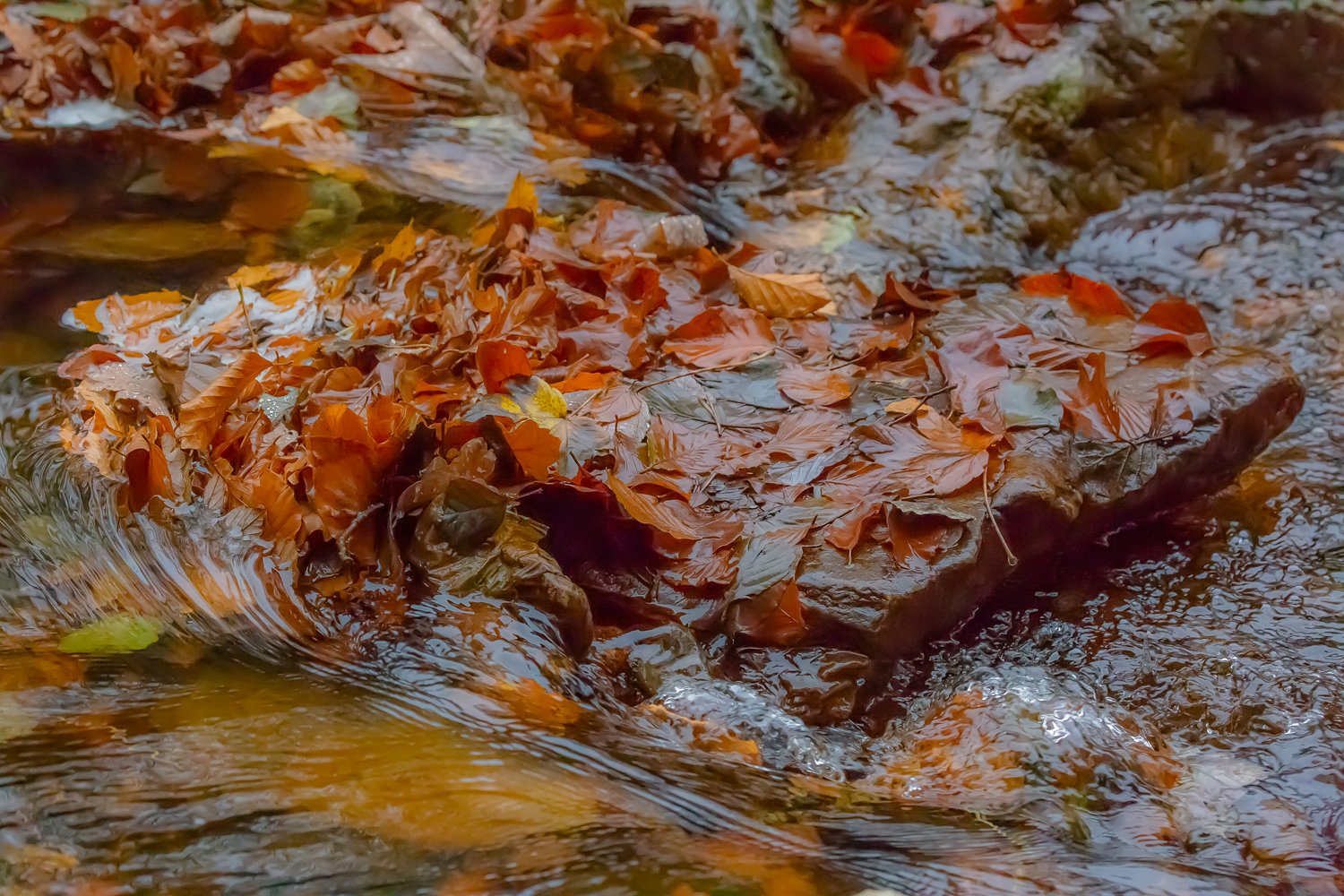 00081_III_HOECHNE_RIK_ELS_18OKT_2018_1298RCCz-40_15