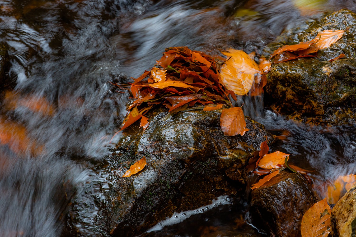 00099_III_HOECHNE_RIK_ELS_18OKT_2018_1856RCCz-40_15