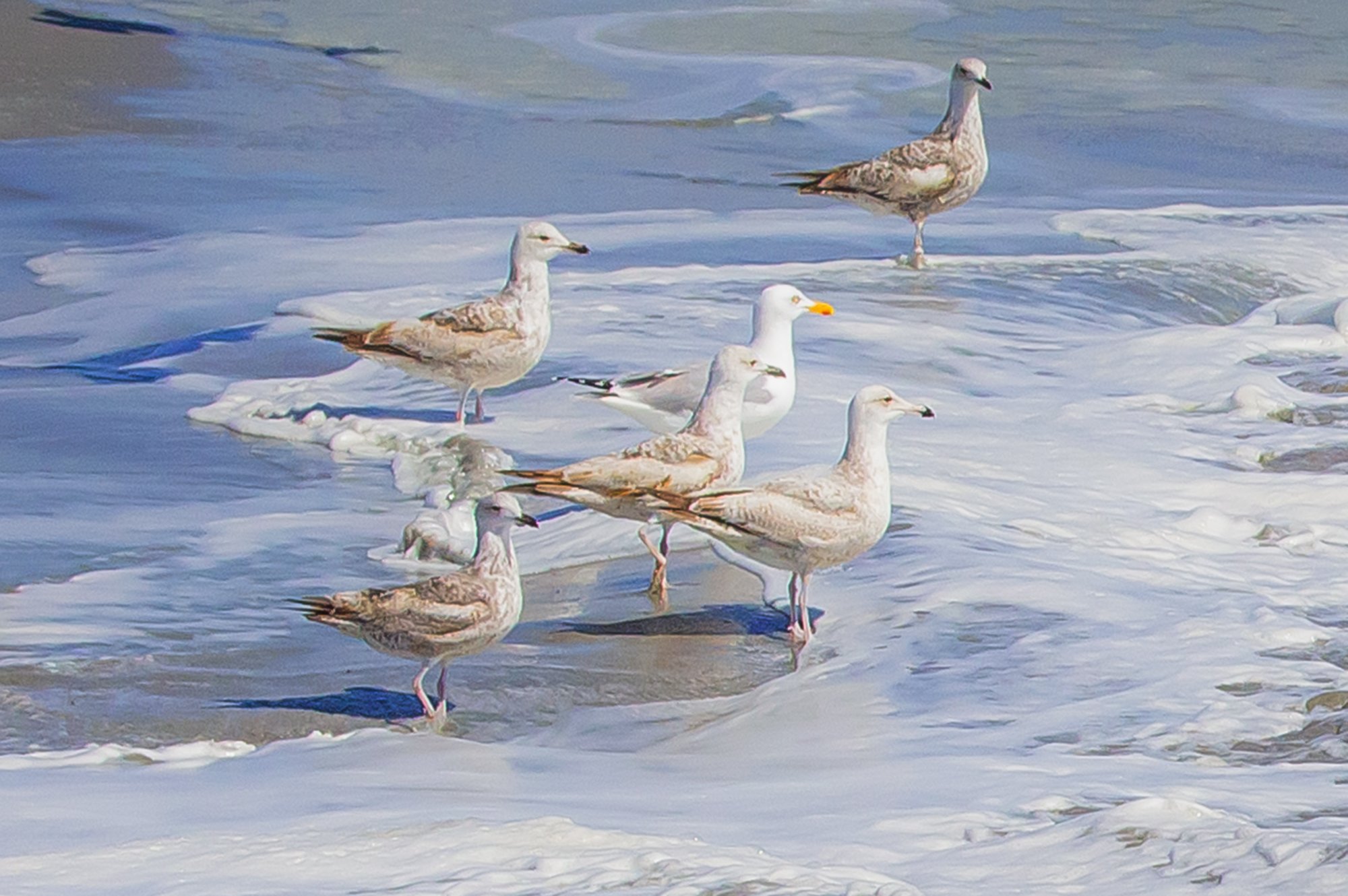 000411_III-westkapp_veere_16mei_2019_2798RCCz-40_15_9