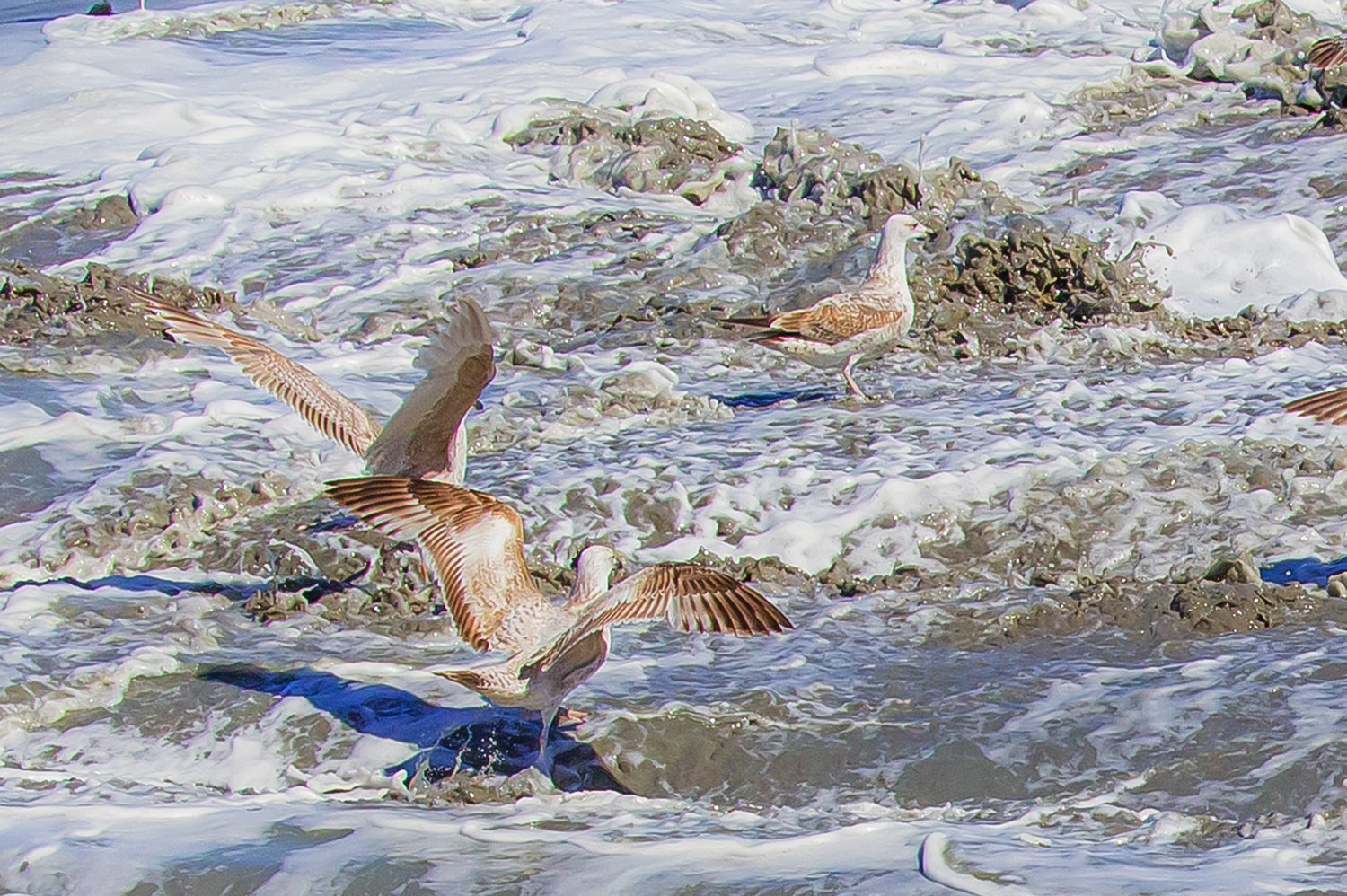 00049_III-westkapp_veere_16mei_2019_2780RCC-40_2e_15_11