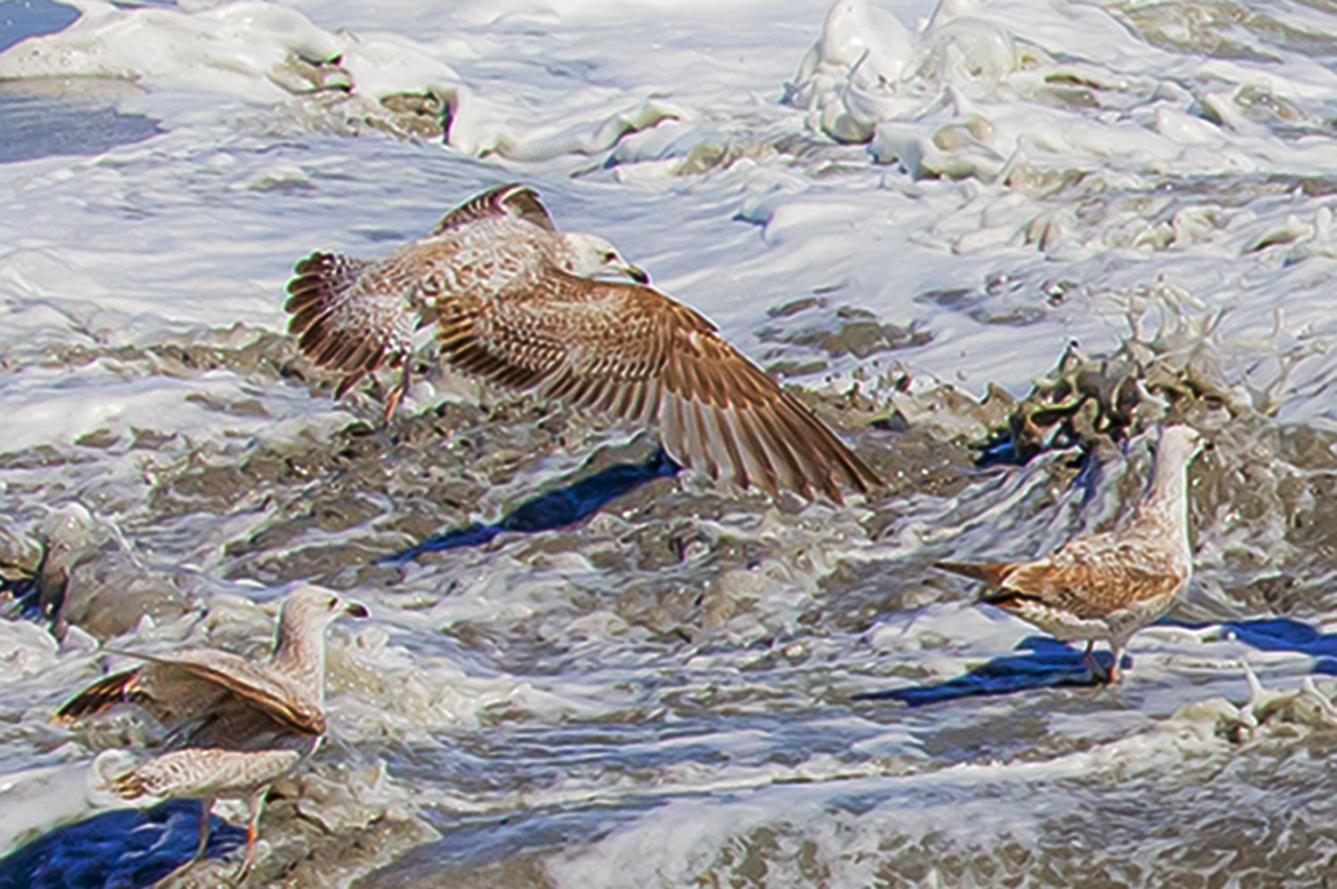 00116_III-westkapp_veere_16mei_2019_2783RCCz-40_15_4