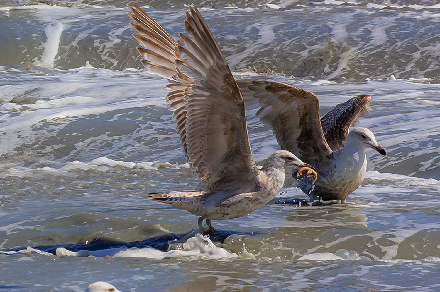 00151_III-westkapp_veere_16mei_2019_2735RCC-40_15_6
