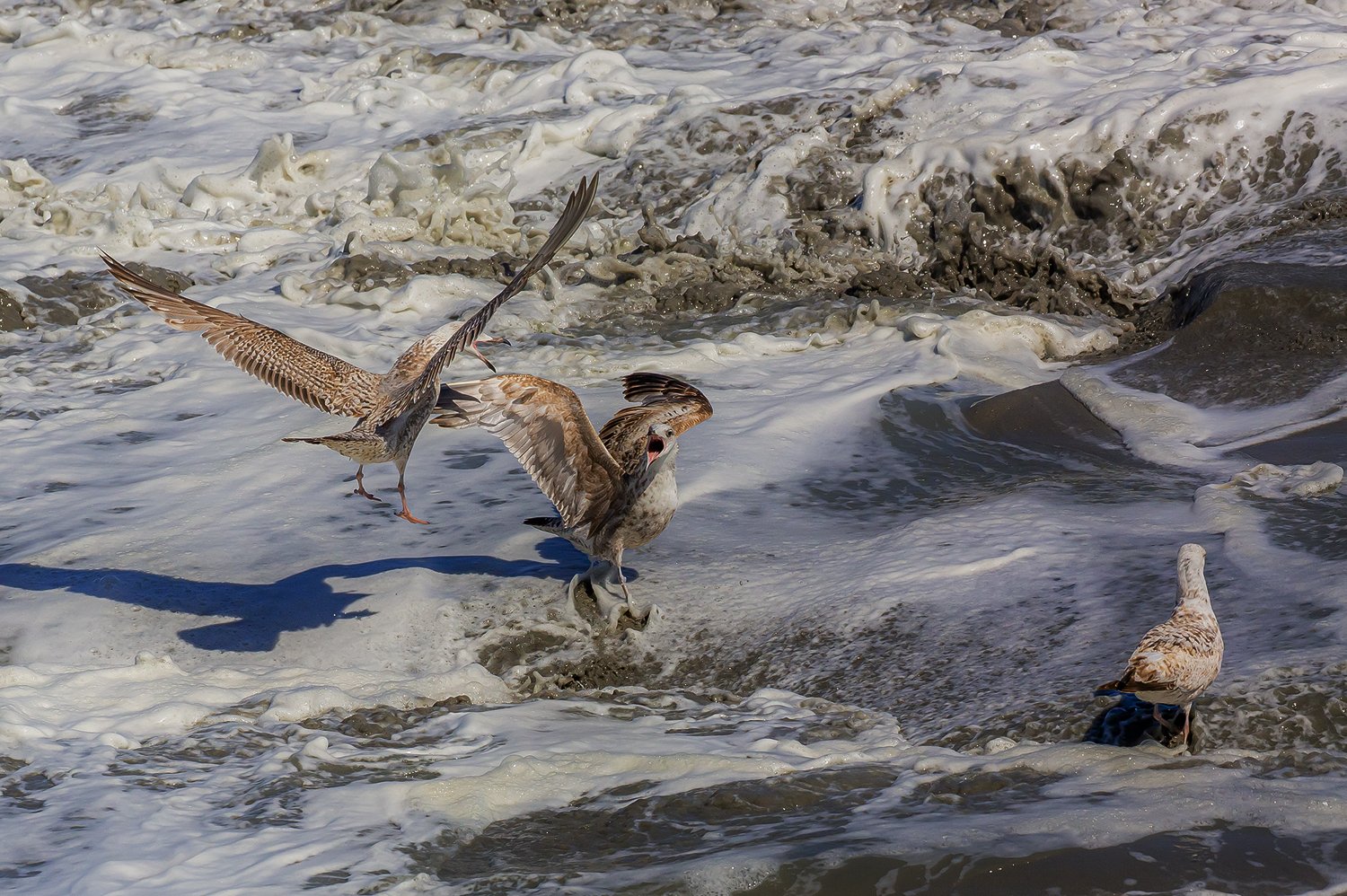 00377_III-westkapp_veere_16mei_2019_3065RCCz-40_15