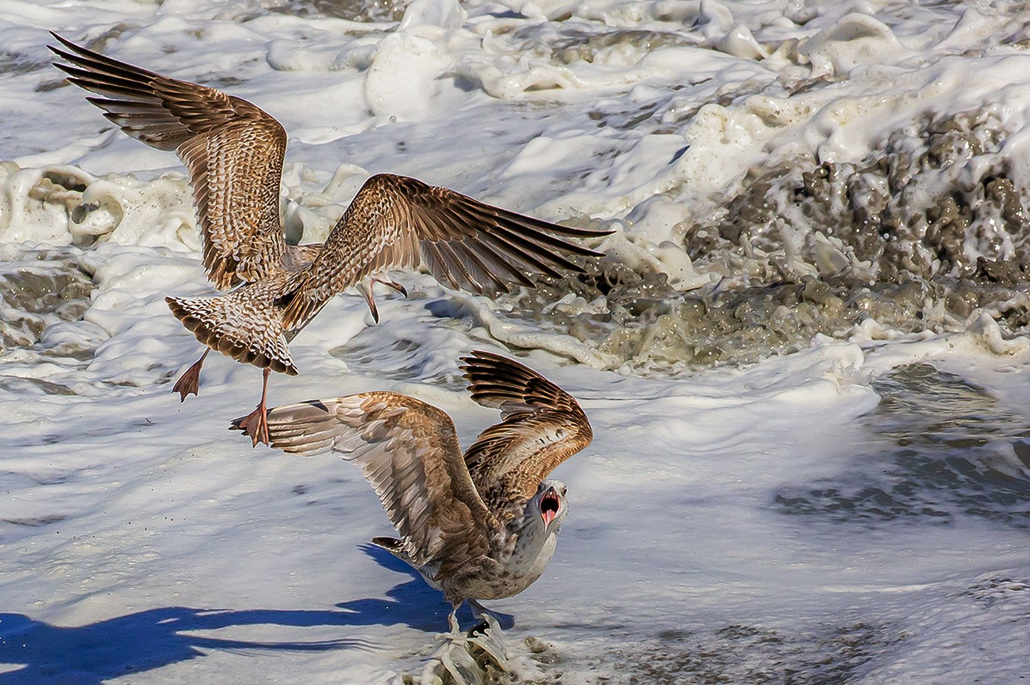 00383_III-westkapp_veere_16mei_2019_3064RCCz-40_15_5