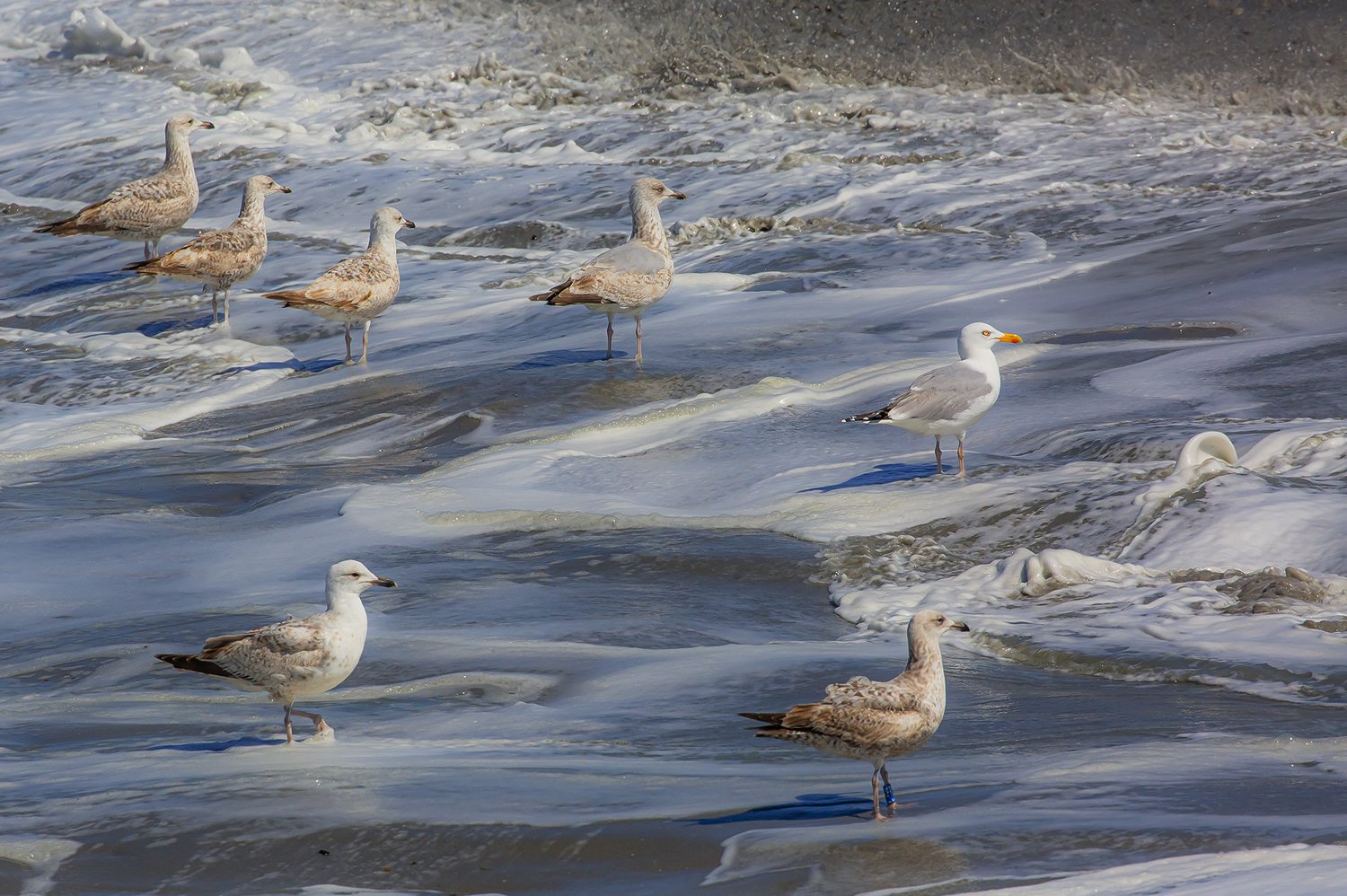 00401_III-westkapp_veere_16mei_2019_3121RCCz-40_15
