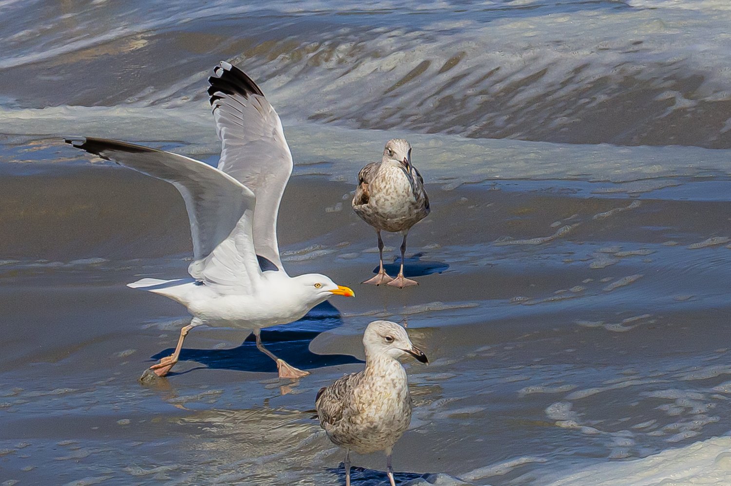 00403_III-westkapp_veere_16mei_2019_2997RCCz-40_15_3