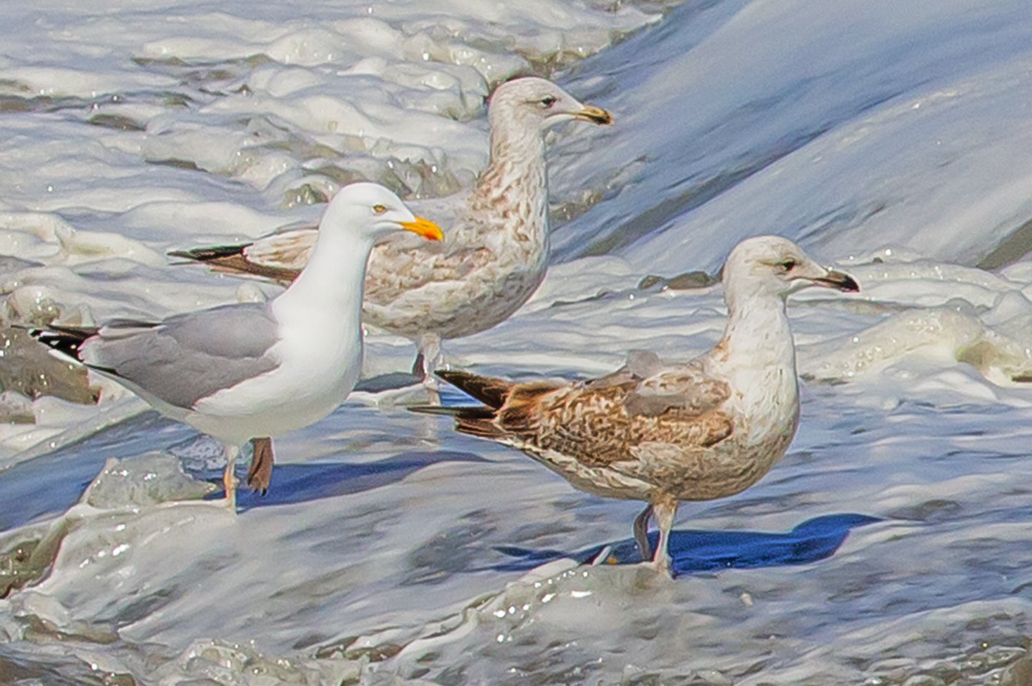 00455_III-westkapp_veere_16mei_2019_2866RCCz-40_15_8