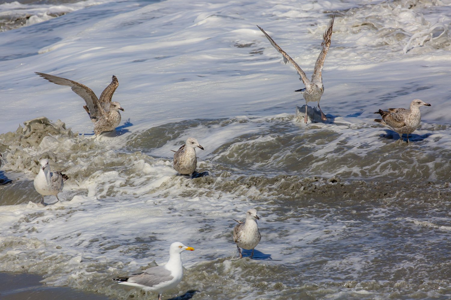 00519_III-westkapp_veere_16mei_2019_2966RCC-40_15