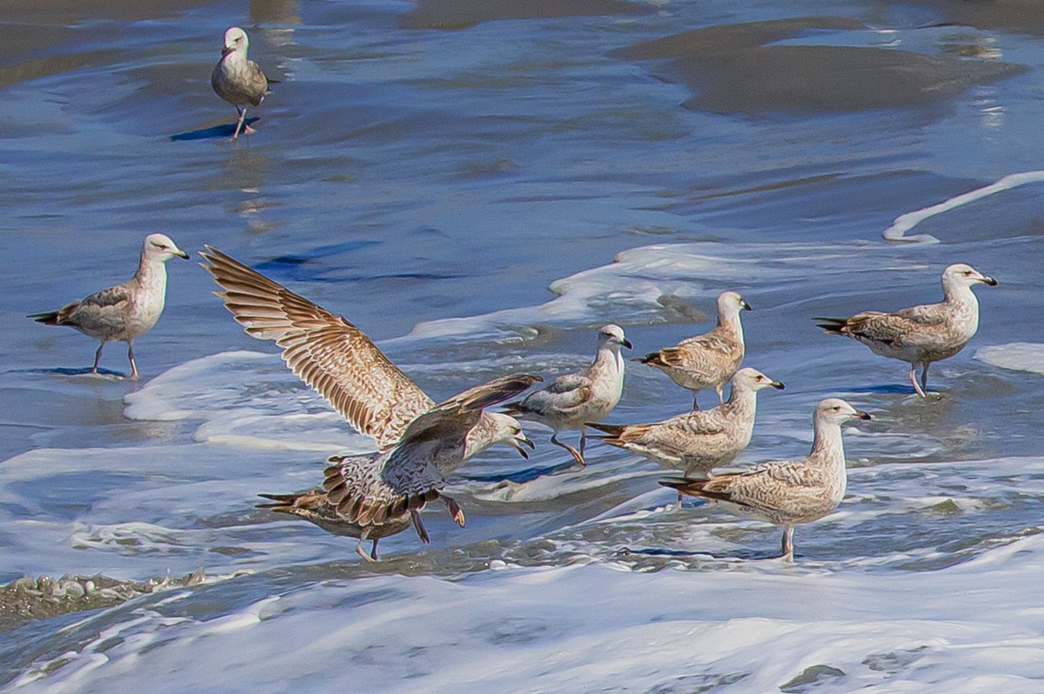 00621_III-westkapp_veere_16mei_2019_2807RCCz-40_15_10