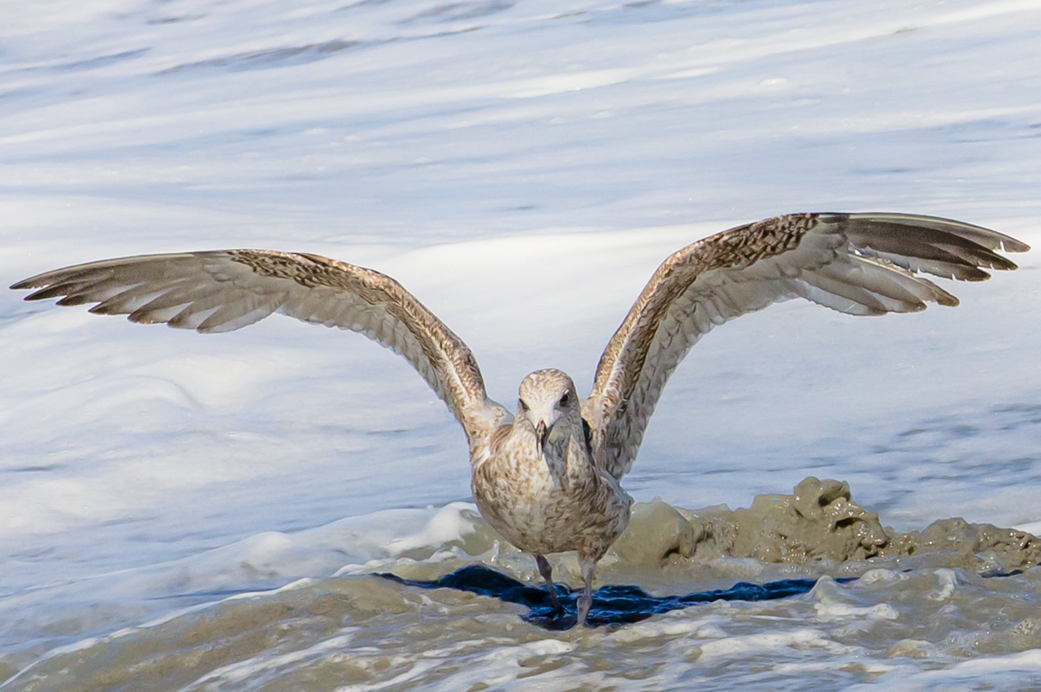 00623_III-westkapp_veere_16mei_2019_2970RCCZ-40_15_3